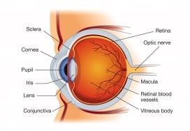 Cornea diagram