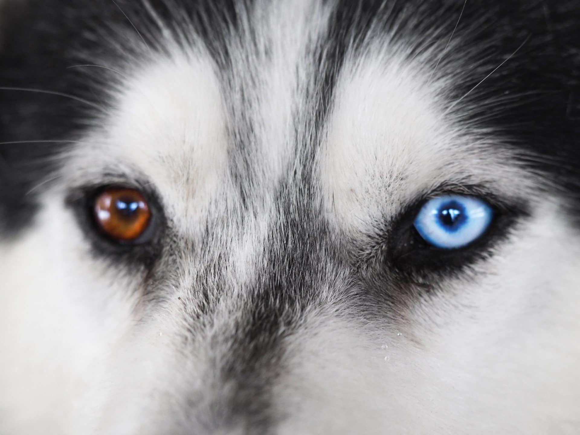 Husky with different coloured eyes