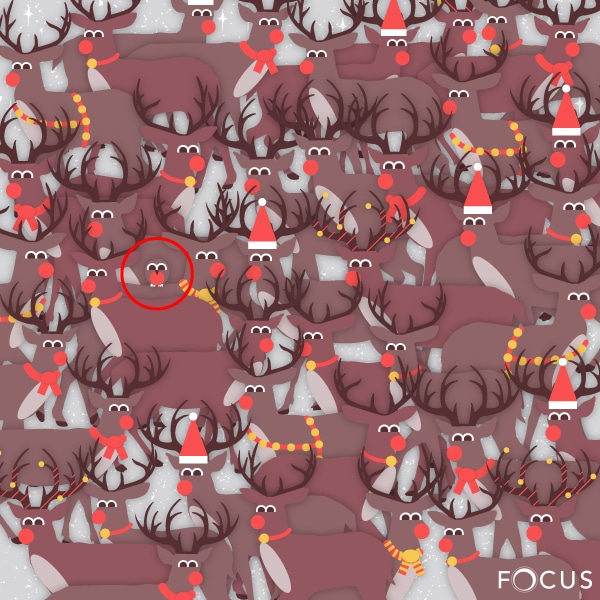 Focus-Festive-Where's-Walley-Answer Focus Festive Where's Walley Answer