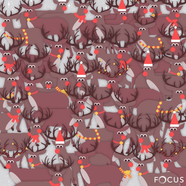 Focus-Festive-Where's-Walley Focus Festive Where's Walley
